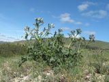 Crambe gibberosa