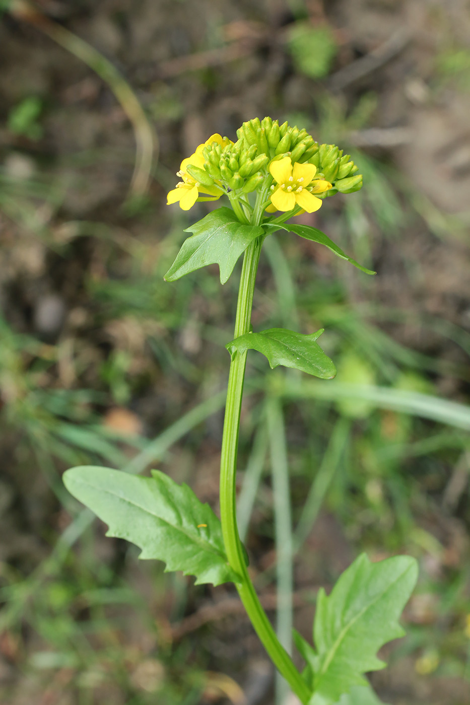 Image of Barbarea arcuata specimen.