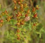 Image of taxon representative. Author is Тамара Риб