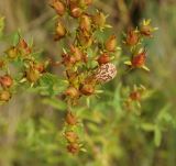 Hypericum perforatum