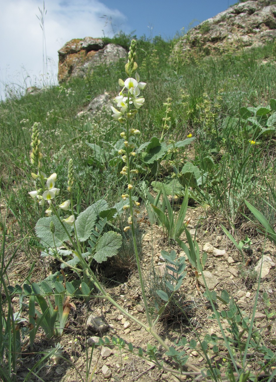 Image of Onobrychis bobrovii specimen.
