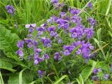 Viola declinata. Цветущие растения. Украина, Ивано-Франковская обл., Украинские Карпаты, хребет Черногора, южный склон горы Пожежевская, 1800 м н.у.м., субальпийский луг. 27.06.2019.