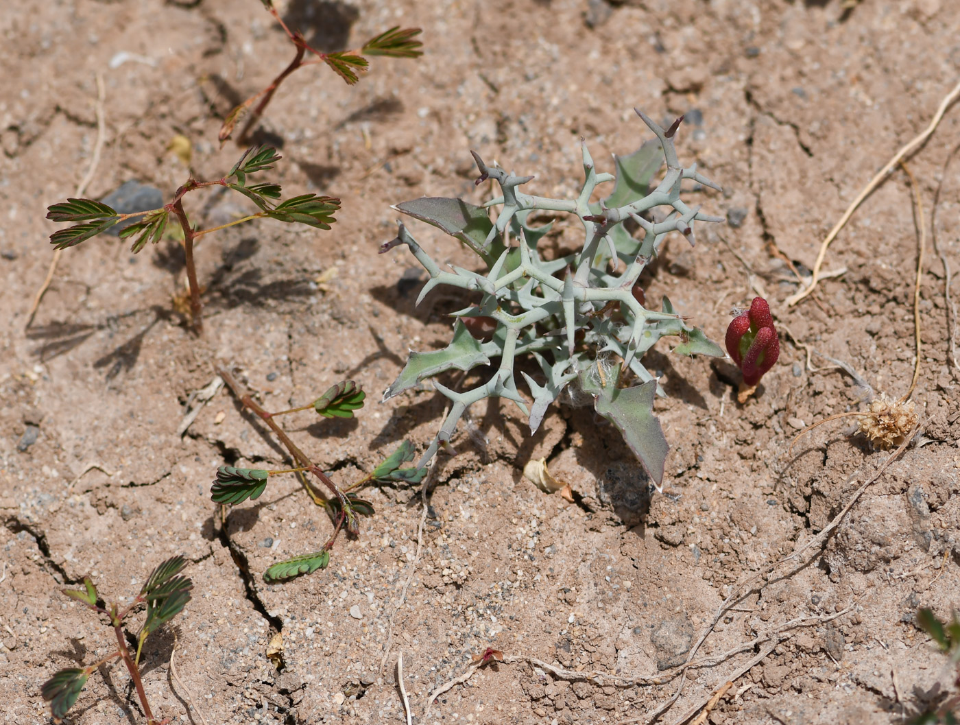 Image of Launaea arborescens specimen.