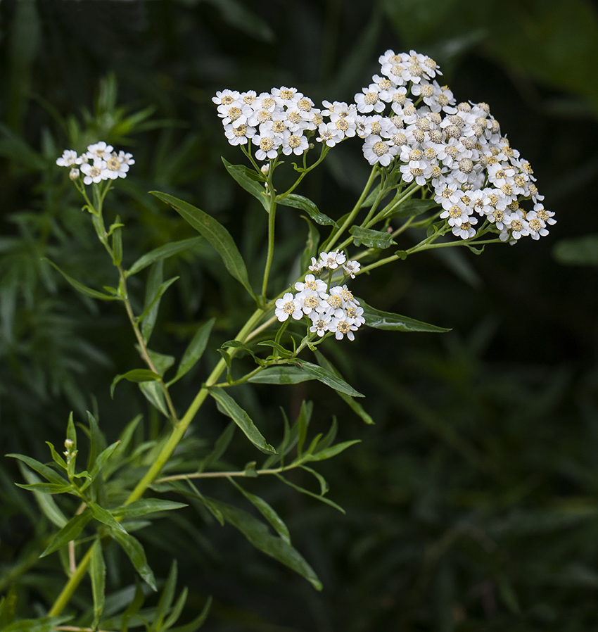 Image of Achillea cartilaginea specimen.