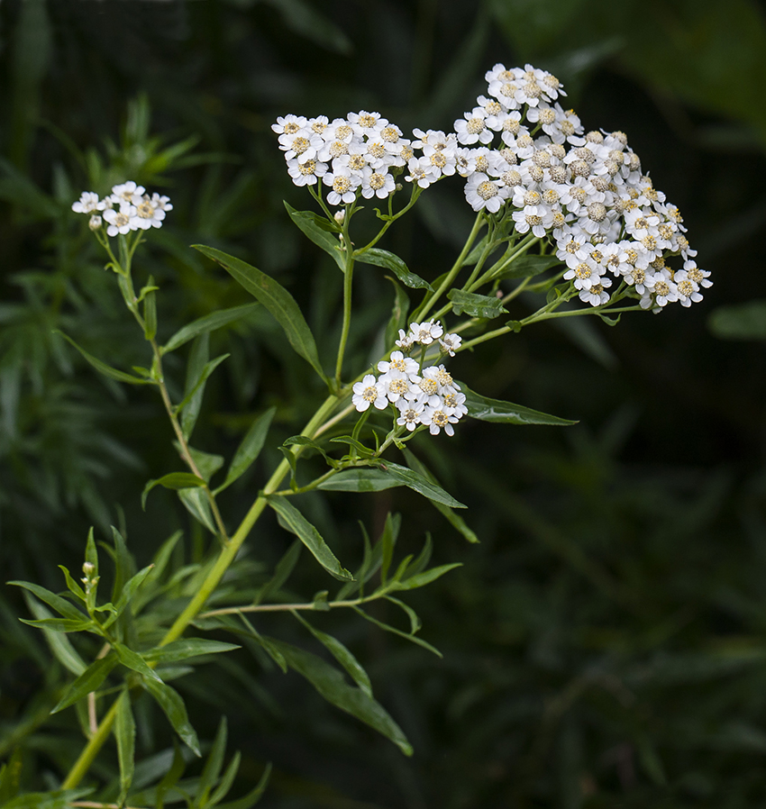 Image of Achillea cartilaginea specimen.