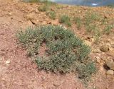 Anabasis brevifolia