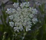 Daucus carota