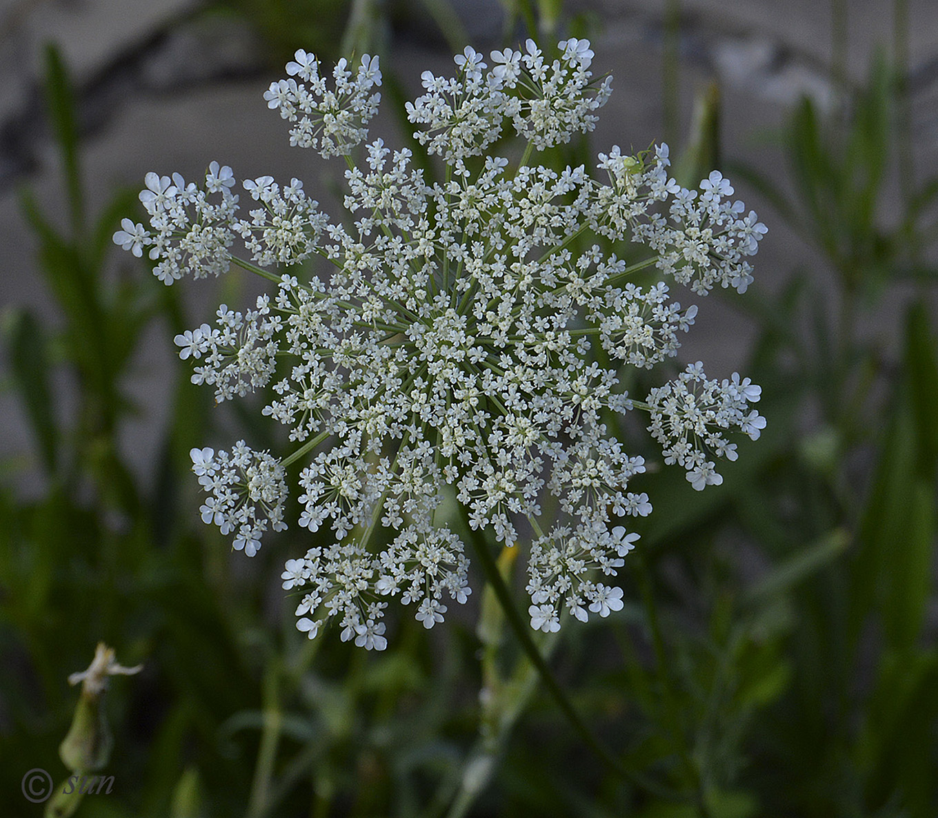 Image of Daucus carota specimen.