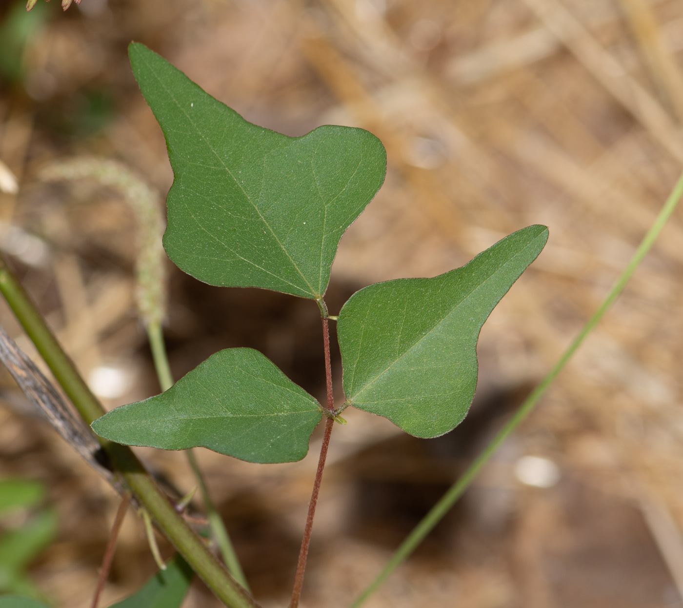 Image of Erythrina herbacea specimen.