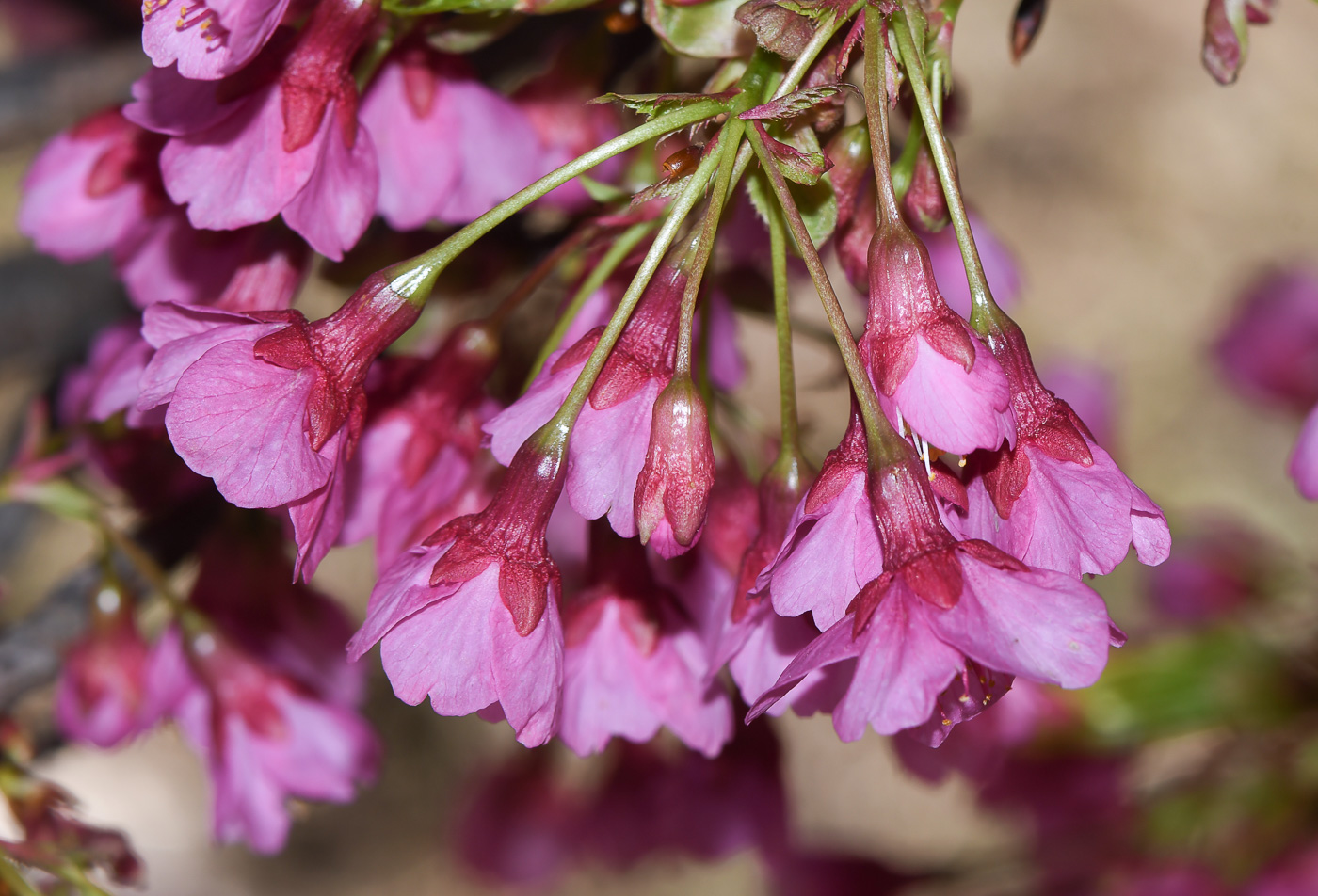 Image of Prunus campanulata specimen.