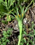 Tragopogon turkestanicus