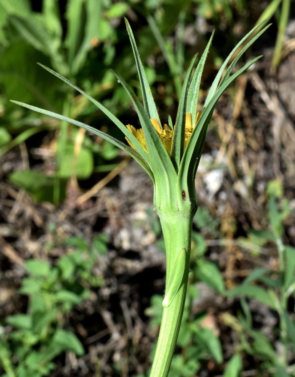 Image of Tragopogon turkestanicus specimen.