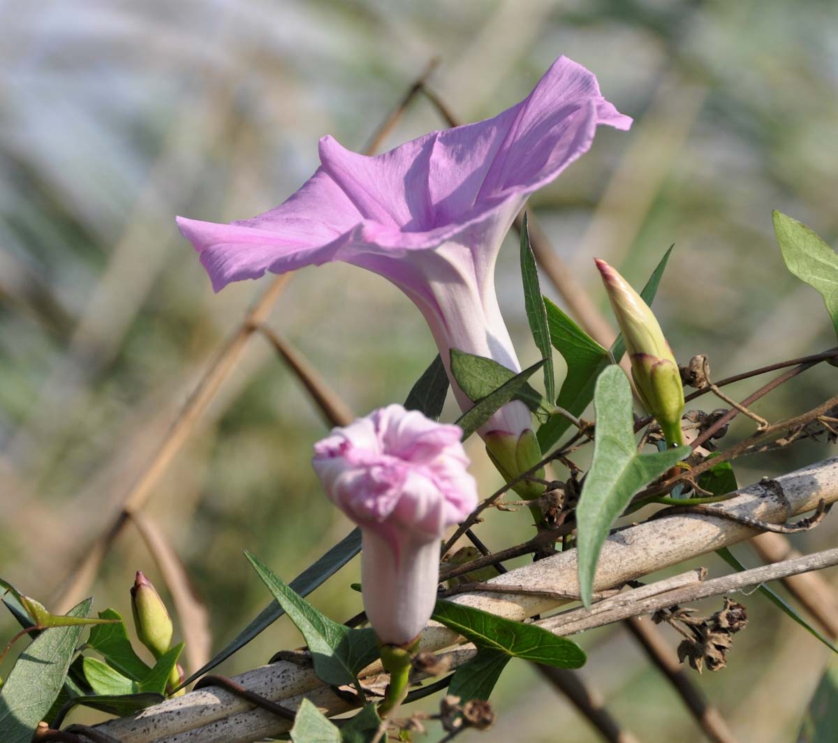 Image of Ipomoea sagittata specimen.