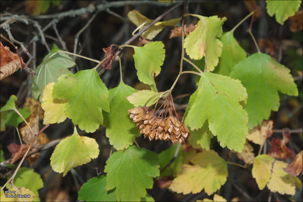 Image of Physocarpus opulifolius specimen.