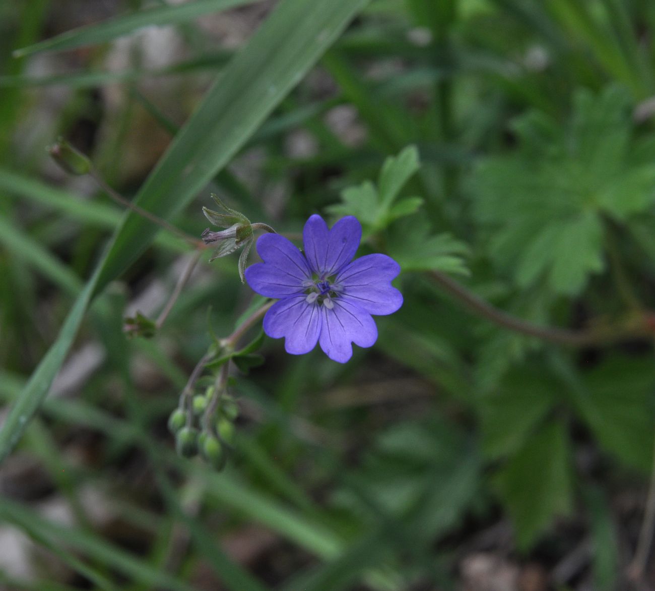 Изображение особи род Geranium.