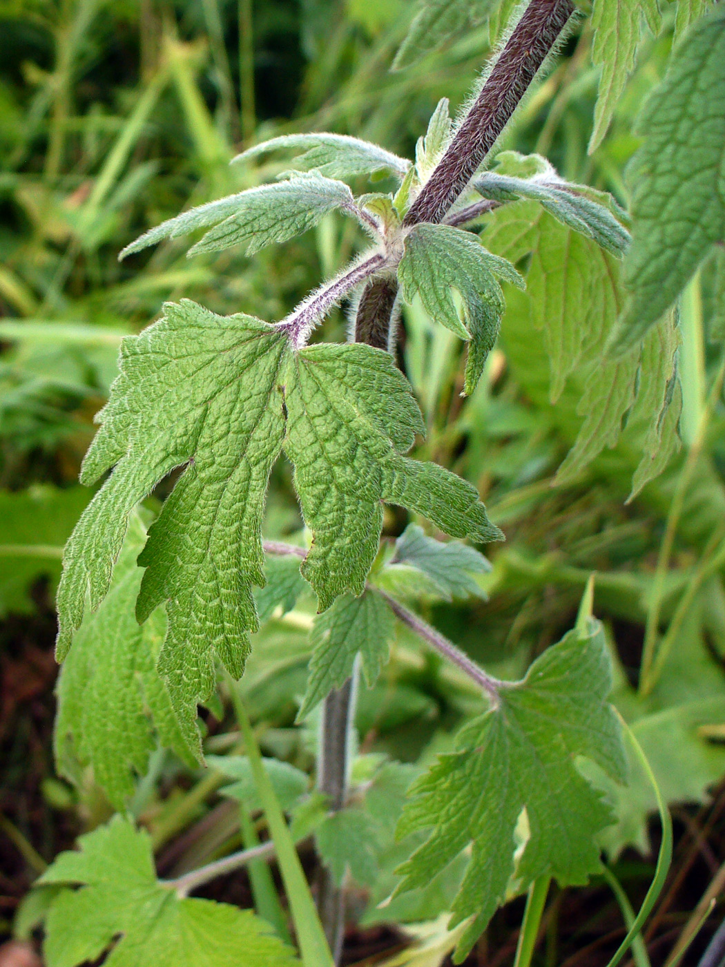 Изображение особи Leonurus quinquelobatus.