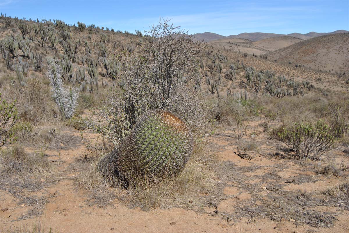 Image of Eriosyce aurata specimen.