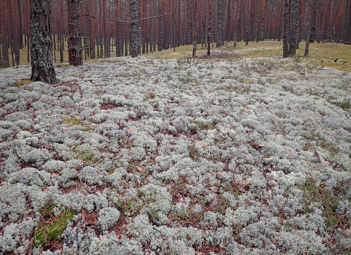 Image of Cladonia stellaris specimen.