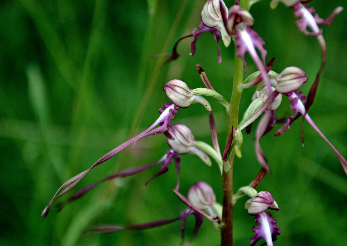 Image of Himantoglossum calcaratum specimen.