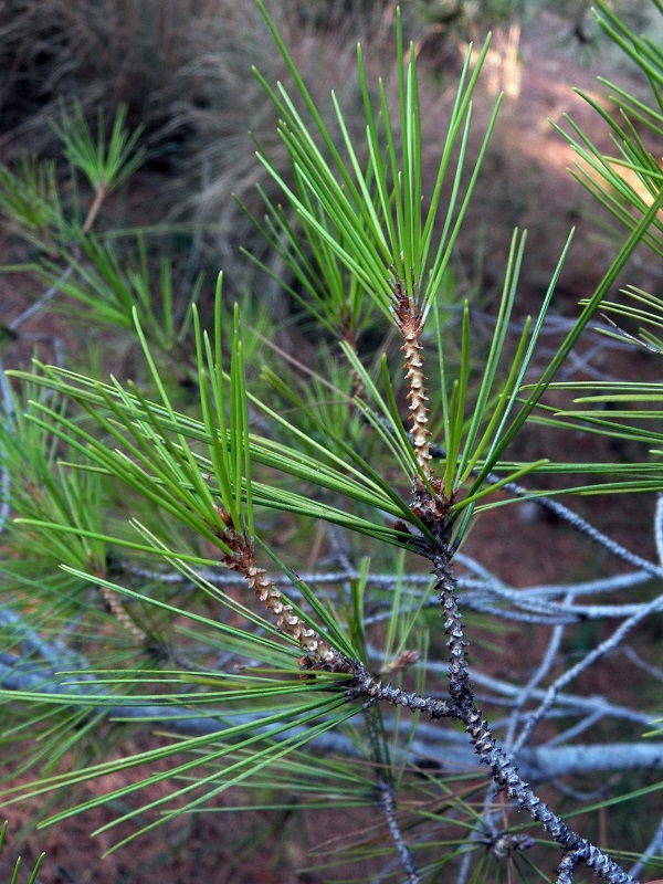 Изображение особи Pinus halepensis.