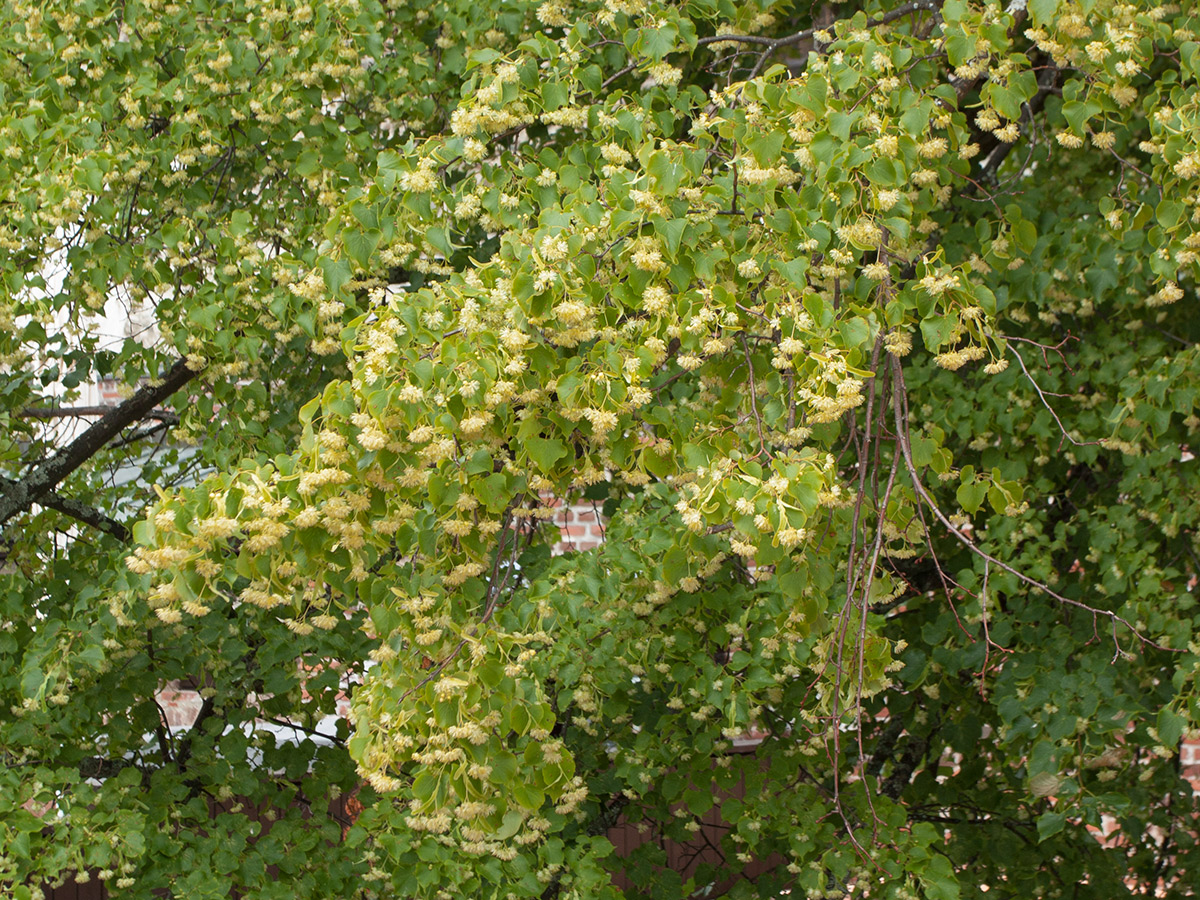 Image of Tilia cordata specimen.