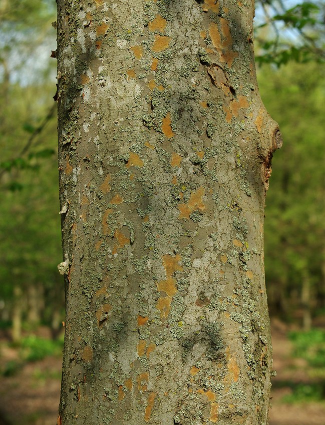Image of Zelkova carpinifolia specimen.