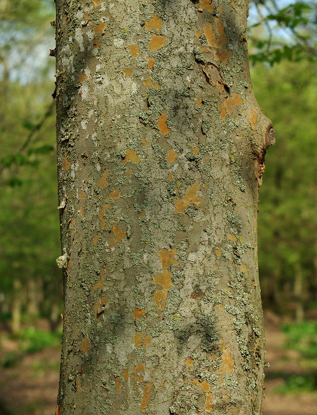 Изображение особи Zelkova carpinifolia.