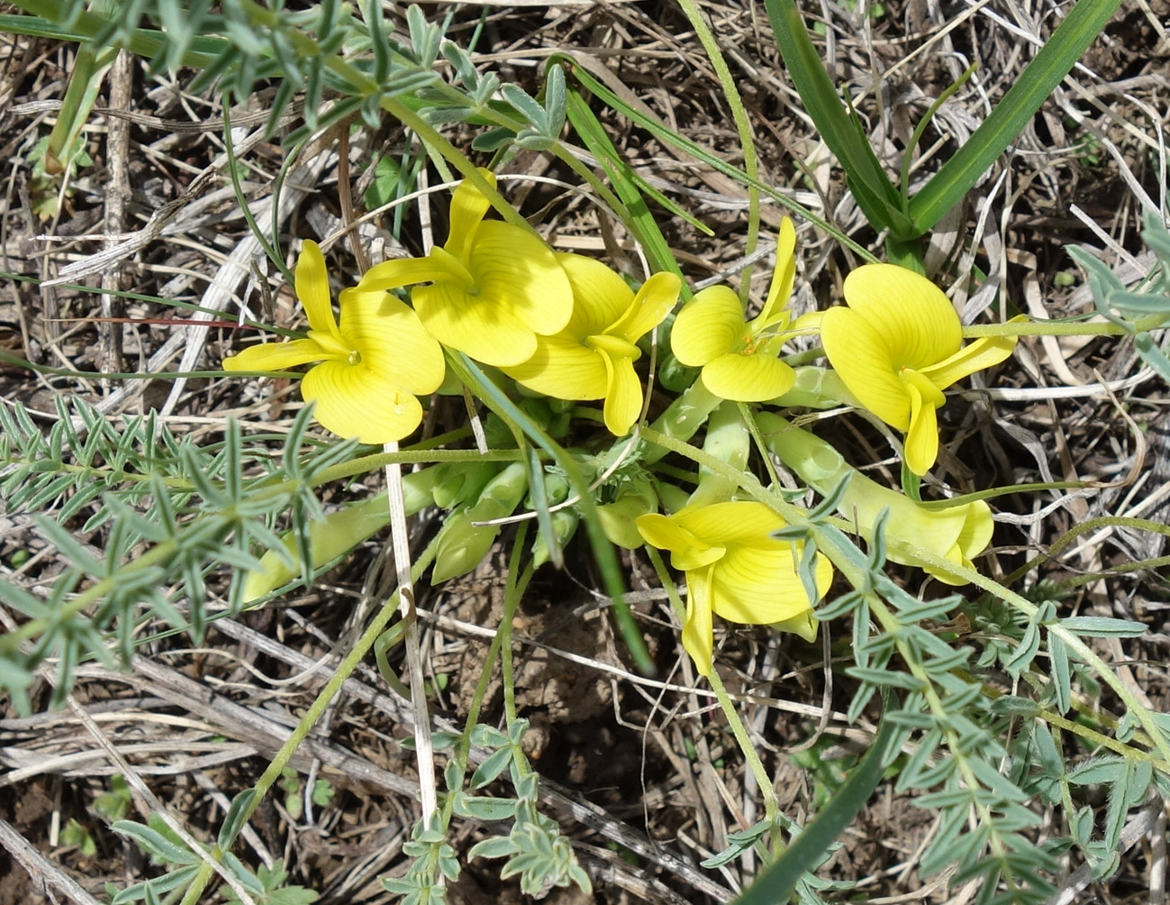 Изображение особи Astragalus alatavicus.