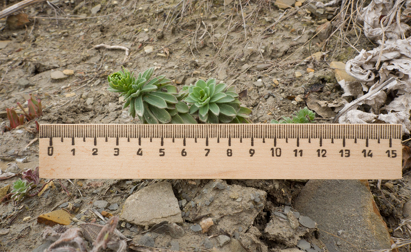 Image of Linum lanuginosum specimen.