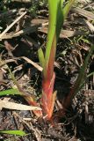 Acorus calamus