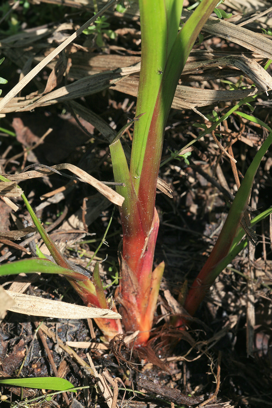 Image of Acorus calamus specimen.