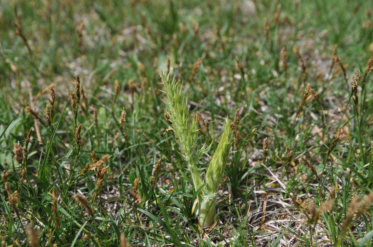 Изображение особи семейство Asteraceae.