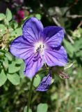 Geranium saxatile