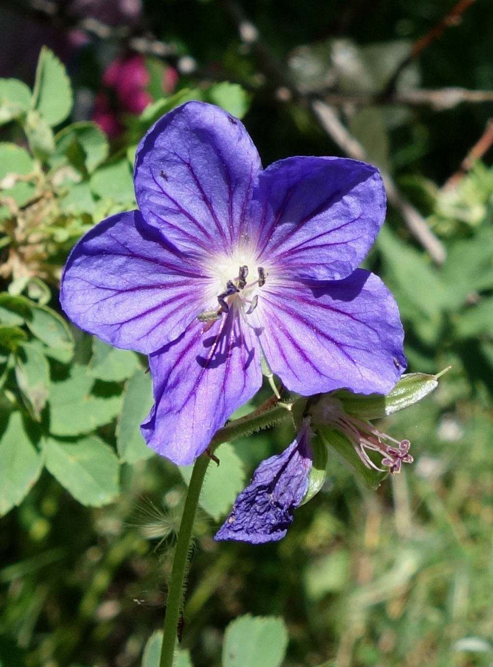 Image of Geranium saxatile specimen.