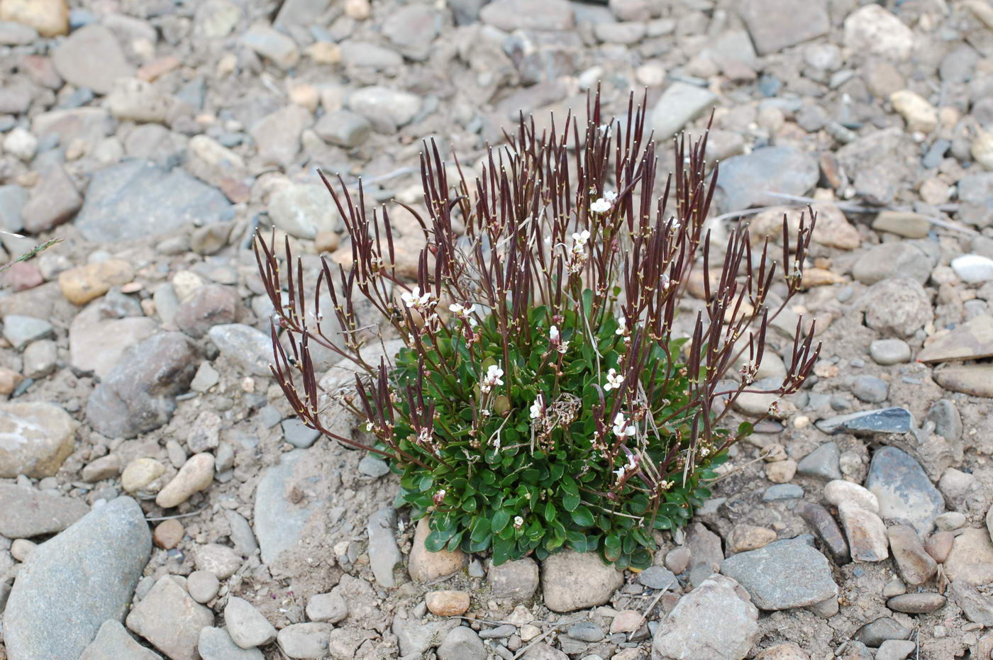 Image of Cardamine bellidifolia specimen.