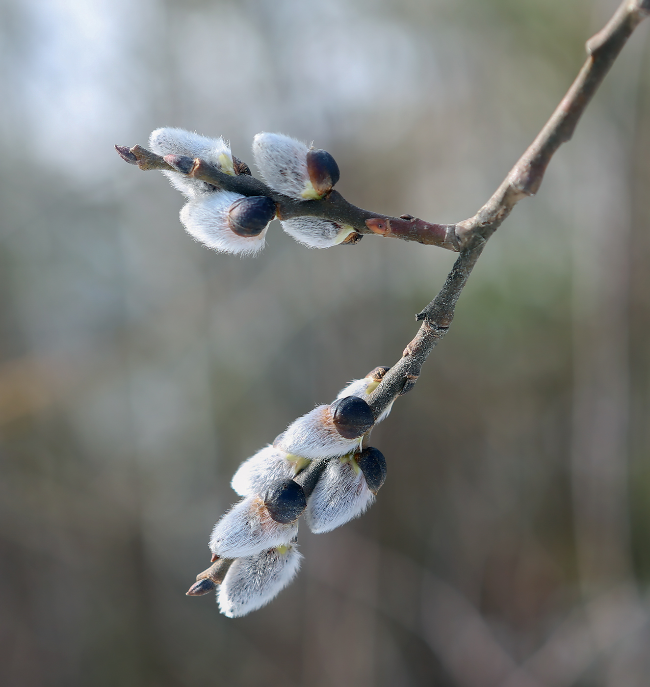 Image of Salix caprea specimen.