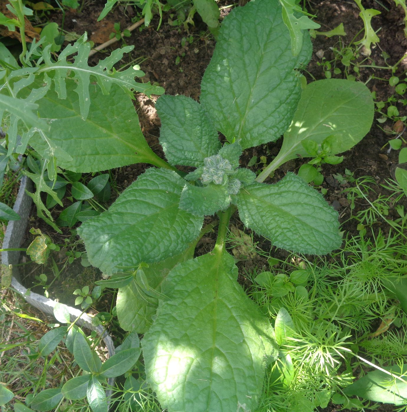 Изображение особи Borago officinalis.