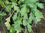 Papaver amurense