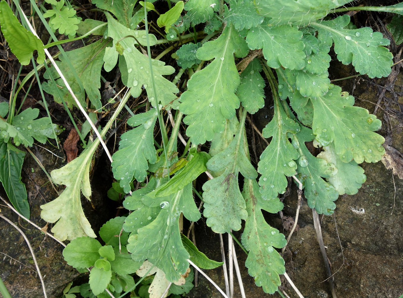 Изображение особи Papaver amurense.