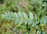 Astragalus adsurgens. Лист и часть побега с развивающимся соцветием. Приморский край, окр. пос. Михайловка, разнотравный луг в подножье сопки. 29.08.2019.