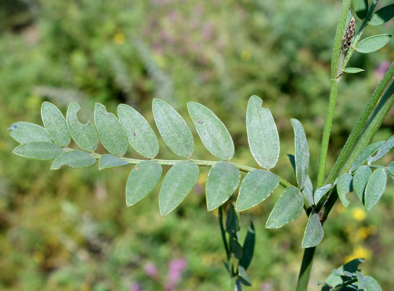 Image of Astragalus adsurgens specimen.