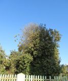 Lagunaria patersonia. Крона цветущего и плодоносящего дерева с гнёздами ткачиков. Намибия, регион Erongo, г. Свакопмунд, частный двор 04.03.2020.