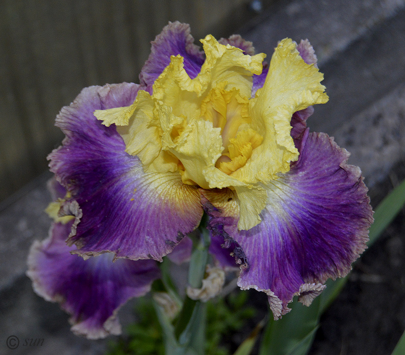 Image of Iris × hybrida specimen.