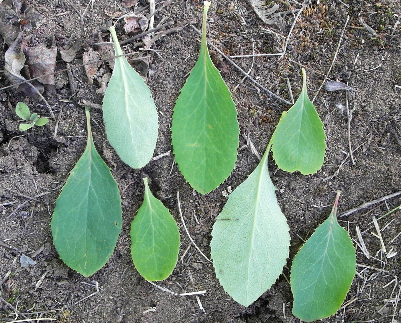 Image of Berberis vulgaris specimen.