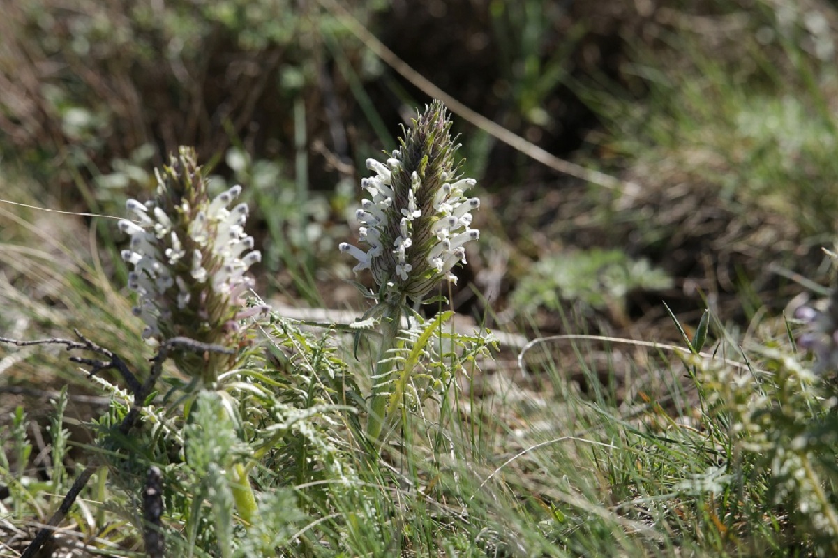 Изображение особи Pedicularis olgae.