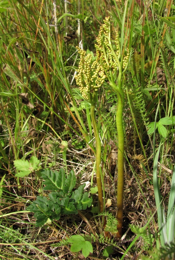 Изображение особи Botrychium multifidum.