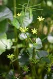 Caltha palustris. Плоды-многолистовки. Санкт-Петербург, Курортный р-н, пос. Тарховка, побережье Финского залива, окраина болотца. 14.06.2020.