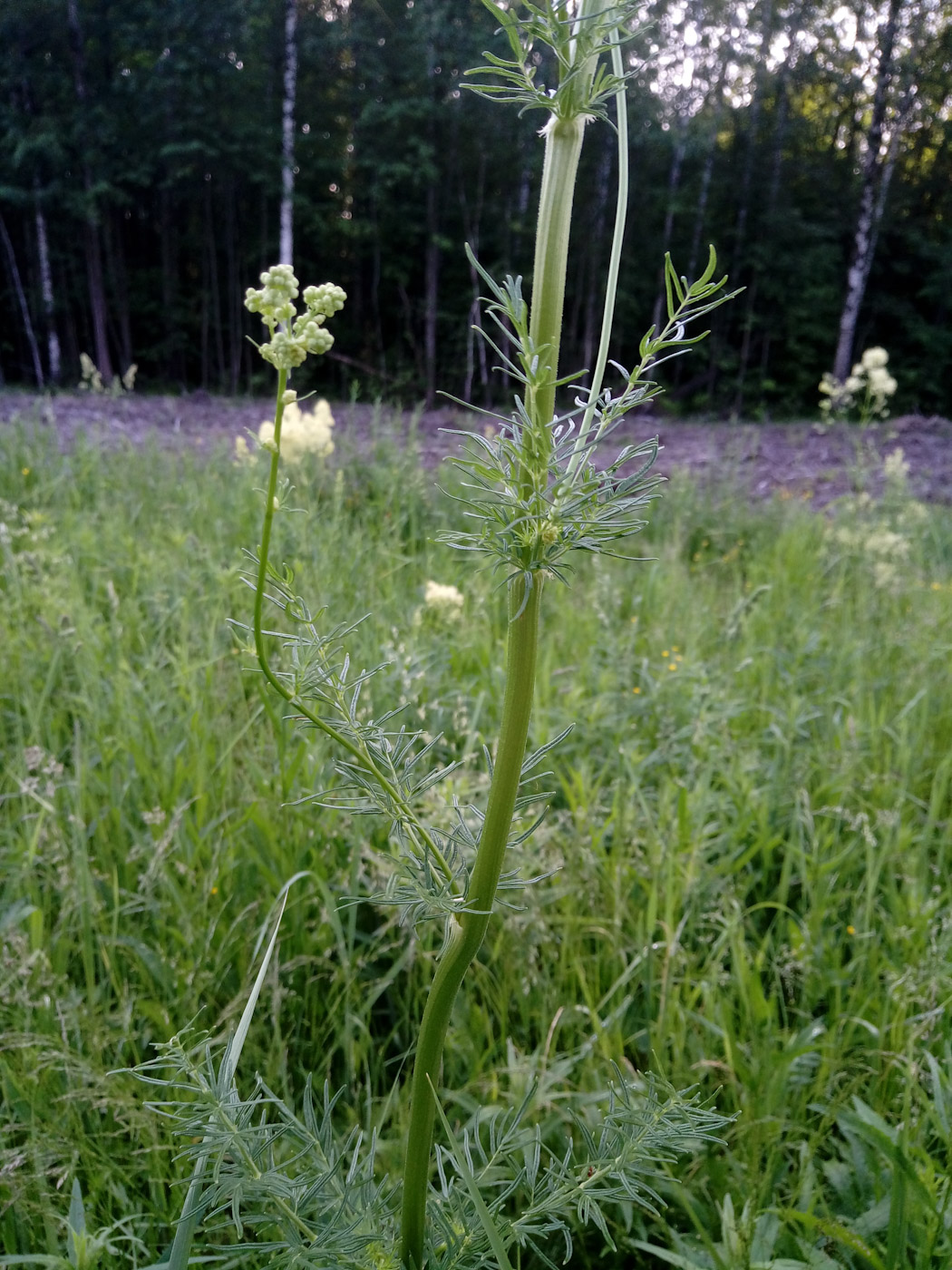 Image of Thalictrum lucidum specimen.