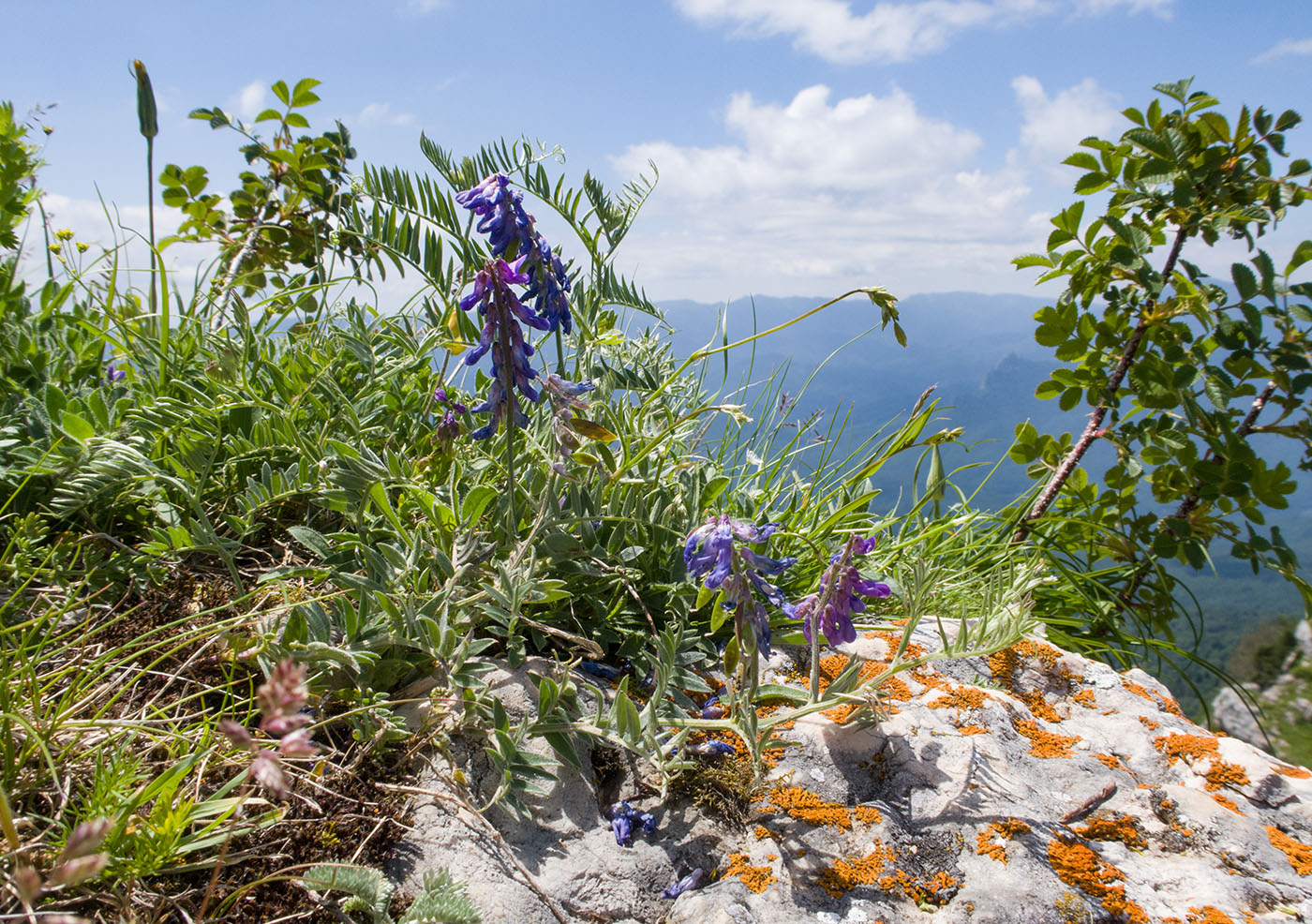 Image of Vicia grossheimii specimen.