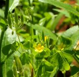 Oxalis stricta